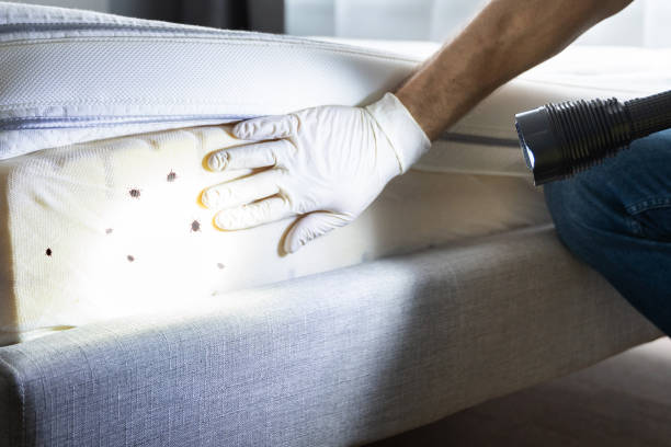 Best Termite Control Services  in Nevada City, CA
