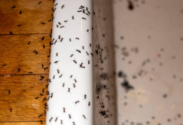 Best Emergency Pest Control  in Nevada City, CA