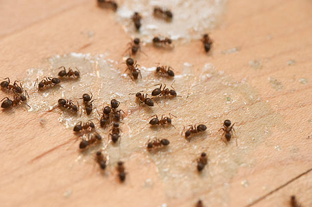 Best Wildlife Control Services  in Nevada City, CA