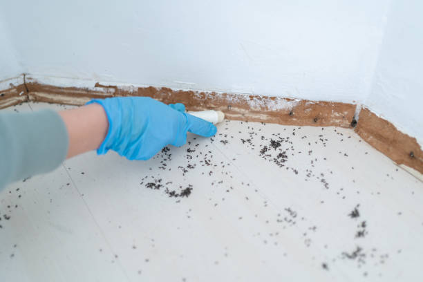 Best Mosquito Control Services  in Nevada City, CA